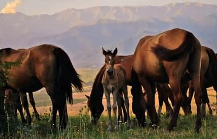 Табуны карабахских лошадей в 1930-1990-х гг. (ФОТО)