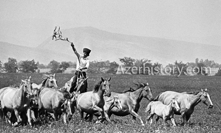 Карабахские-кобылы.-Фото-В.Калинина-1983-года