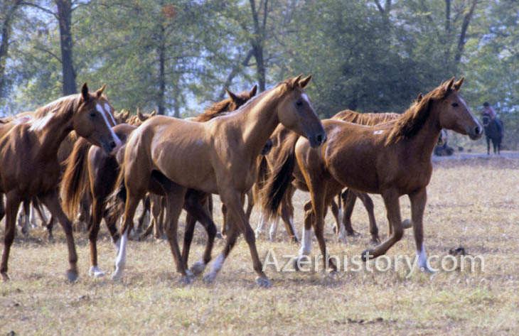 Агдамский конный завод. Фото В.Калинина 1986 года