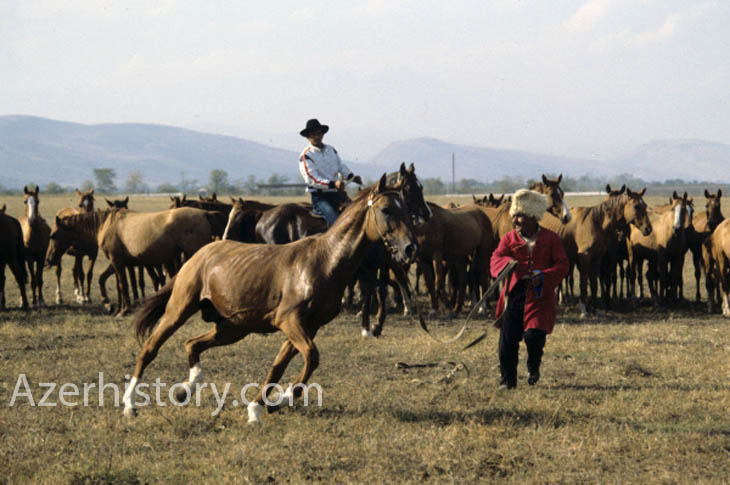 Конь Парис - чемпион Карабахской породы. Агдамский конный завод. Фото В.Калинина 1986 года