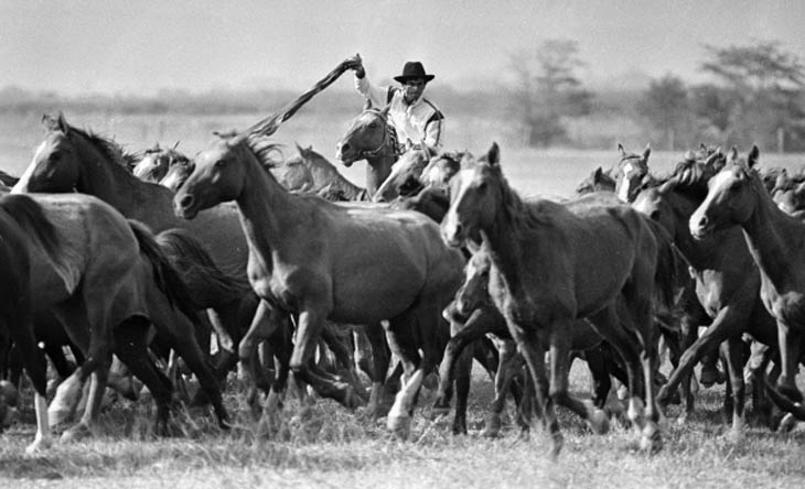 Табун лошадей Агдамского конного завода. Фото В.Калинина 1986 года
