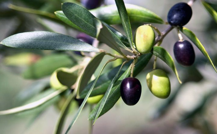 Народная медицина прошлого: что лечили в Азербайджане с помощью маслин (зейтуна)